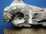 Amoeboceras Amoeboceras