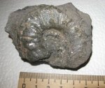 Euaspidoceras sp.