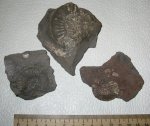 Perisphinctes sp. Perisphinctes sp.