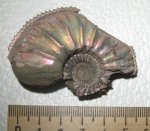 Amoeboceras