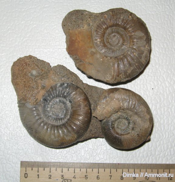 аммониты, нижний келловей, келловей, Никитино, Elatmites, Indosphinctes nikitinoensis, Ammonites, Callovian, Middle Jurassic, Lower Callovian