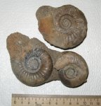 Elatmites или Indosphinctes nikitinoensis