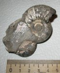Elatmites