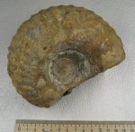 Erymnoceras coronatum
