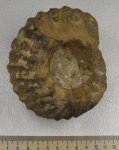Erymnoceras sp.