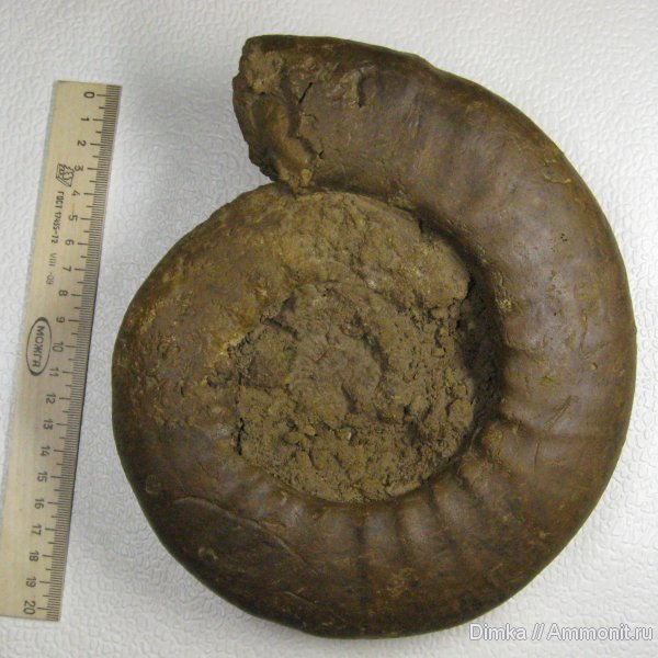 аммониты, нижний келловей, келловей, Алпатьево, Anaplanulites, Ammonites, Callovian, Middle Jurassic, Lower Callovian