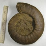 Anaplanulites?