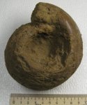 Rondiceras