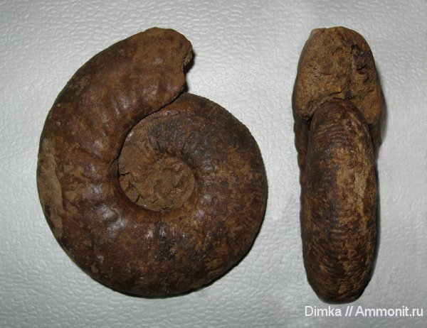 аммониты, келловей, Алпатьево, Kepplerites, Kepplerites galilaeii, Ammonites, Callovian, Middle Jurassic