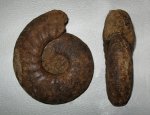 Kepplerites galilaeii