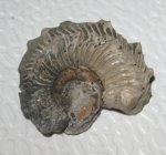 Kosmoceras annulatum