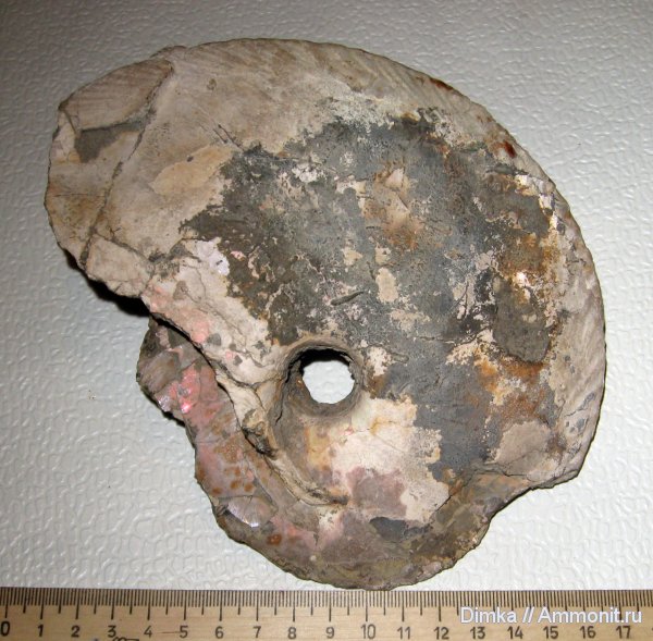 аммониты, Cardioceras, нижний оксфорд, р. Унжа, Cardioceras excavatum, Ammonites, Lower Oxfordian
