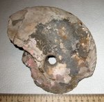 Cardioceras excavatum