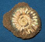 Epivirgatites