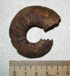 Proplanulites subcuneatus?
