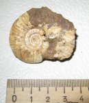 Proplanulites