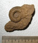 Kepplerites approximatus
