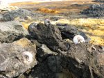 Garniericeras и Craspedites в Егановском карьере