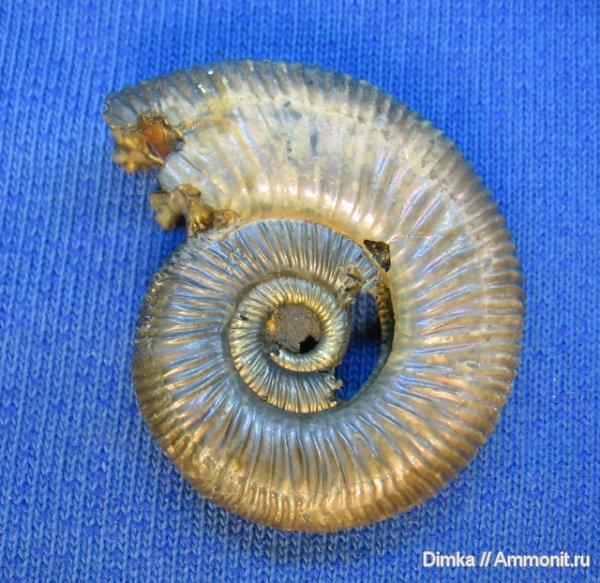 аммониты, юра, келловей, Binatisphinctes rjasanensis, Михайловцемент, Ammonites, Callovian, Jurassic, Middle Jurassic