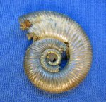 Binatisphinctes rjasanensis Binatisphinctes rjasanensis