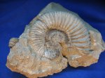 Peltoceras