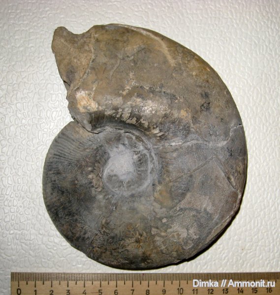 аммониты, юра, Kosmoceras, верхний келловей, карьер Спартак, Kosmoceras rowlstonense, Ammonites, Jurassic
