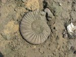 Virgatites virgatus