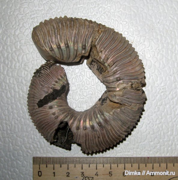 аммониты, юра, Kosmoceras, средний келловей, Никитино, прижизненные повреждения, Ammonites, Jurassic, Middle Callovian