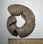 Kosmoceras Kosmoceras