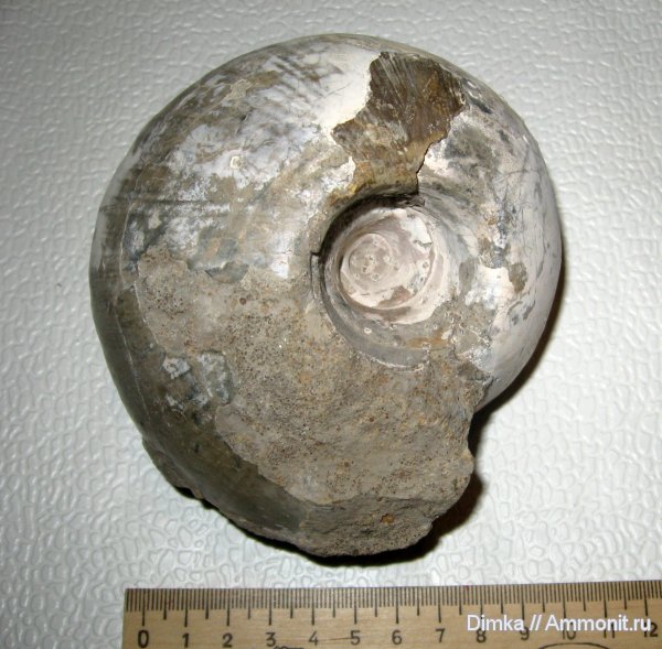 аммониты, юра, нижний келловей, Rondiceras, Никитино, Rondiceras milaschevici, Ammonites, Jurassic, Lower Callovian