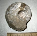 Rondiceras milaschevici