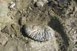 Virgatites pallasianus