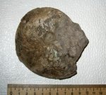 Garniericeras catenulatum