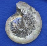 Garniericeras catenulatum