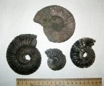 Virgatites