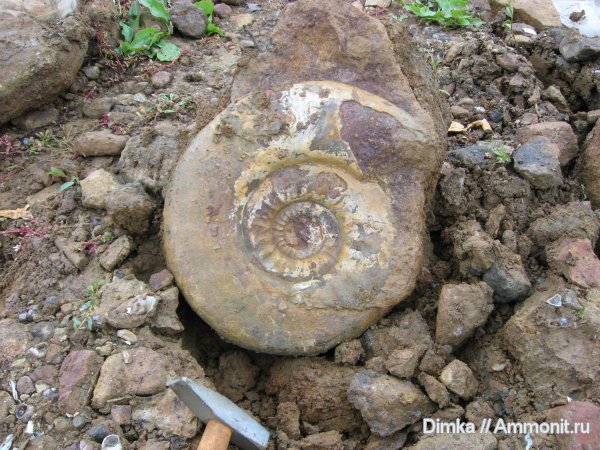 аммониты, юра, нижний келловей, Indosphinctes mutatus, Indosphinctes, Никитино, Ammonites, Jurassic, Lower Callovian