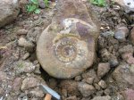 Indosphinctes mutatus