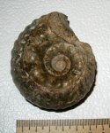Erymnoceras coronatum
