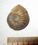 Pseudocadoceras