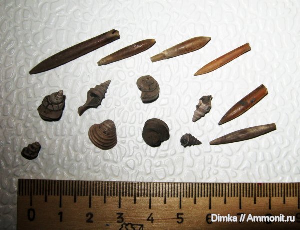 белемниты, гастроподы, юра, Hibolites, Мневники, верхний оксфорд, Oxfordian, Upper Oxfordian, Jurassic, belemnites