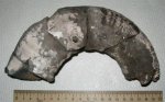 Жилая камера Euaspidoceras