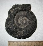 Dorsoplanites panderi Dorsoplanites panderi