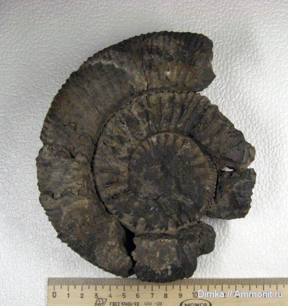 аммониты, юра, Москворечье, Zaraiskites, волжский ярус, Zaraiskites scythicus, Ammonites, Volgian, Jurassic
