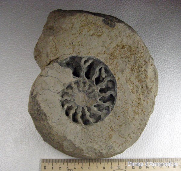 аммониты, юра, Пески, Quenstedtoceras, верхний келловей, Ammonites, Jurassic