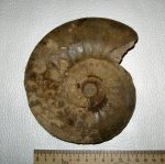 Homeoplanulites difficilis  (Buckman)