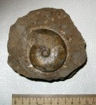Sigaloceras enodatum (Nikitin)