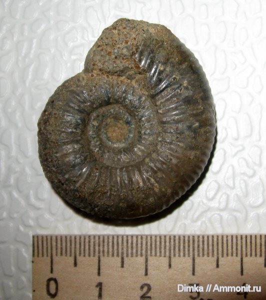 аммониты, юра, келловей, Никитино, Subgrossouvria, Ammonites, Callovian, Jurassic, Middle Jurassic