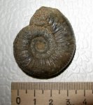 Subgrossouria sp.