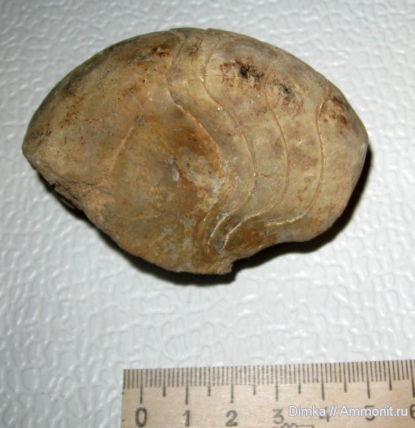 юра, наутилусы, Nautilus, средний келловей, Никитино, Ophionautilus elatmensis, Ophionautilus, Jurassic, Middle Callovian