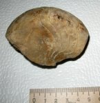 Ophionautilus elatmensis